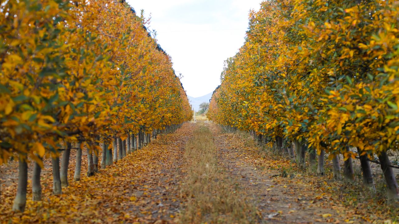 Karaman'da elma bahçeleri sonbaharın renklerine büründü