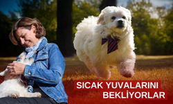 Başkanı Ünlüce barınaktan köpek sahiplendi