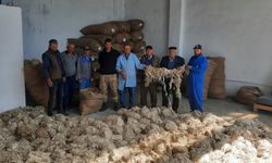 Beypazarı'nda Ankara keçisi tiftik alımı başladı