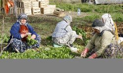 Beypazarı'nda tarım işçilerinin yevmiye ücreti belirlendi