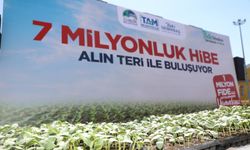 Çubuk Belediyesi çiftçilere sebze fidesi dağıtımına başladı