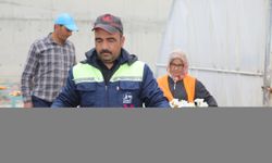 Çubuk'ta yeşil alanlara 65 bin çiçek dikilecek