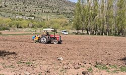 Dodurga Belediyesi 26 dönümlük hazine arazisine 26 ton patates ekti