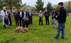 Dodurga'da şükür kurbanı kesildi