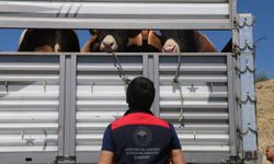 Doğu Anadolu ve Karadeniz'den batıya gönderilen kurbanlıklar Çankırı'da sıkı denetimden geçiyor