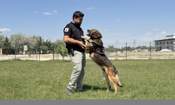 Görevini tamamlayan emniyetin bomba arama köpeği "Artur" ekip arkadaşından ayrılmayacak