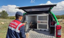 Karaman'da yaralı bulunan leylek koruma altına alındı