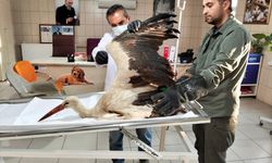 Kırşehir'de vatandaşın bitkin halde bulduğu leylek tedaviye alındı
