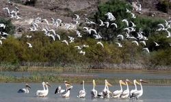 Nallıhan'da 8. Foto Safari Fotoğraf Yarışması yapılacak