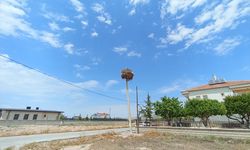 Nevşehir'de elektrik direği leylek ailesine tahsis edildi