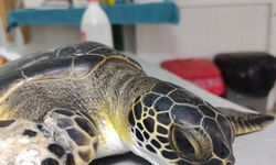 Tedavisi tamamlanan 50 deniz kaplumbağası yeniden denizle buluşacak