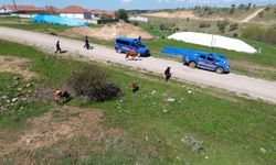 Yozgat'ta kaybolan büyükbaş hayvanlar jandarma tarafından bulundu
