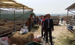 Beypazarı Kaymakamı Yılmaz, hayvan pazarını inceledi