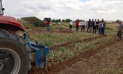 Gülşehir'de sarımsak hasadı başladı