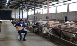 Hayvanları için saz çalıp türkü seslendiriyor