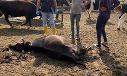 Kırıkkale'de yıldırım isabet eden 6 büyükbaş hayvan telef oldu