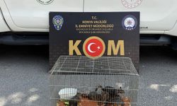 Konya'da nesli tükenme tehlikesi altındaki sincap türünü satışa çıkaran kişi gözaltına alındı