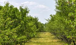 TİGEM'in badem ormanları erozyonla ve zararlılarla mücadele ediyor