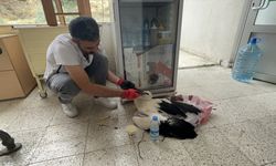 Akıncılar'da hasat sırasında tarlada yaralı leylek bulundu