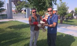 Aksaray'da yaralı kızıl şahin tedaviye alındı