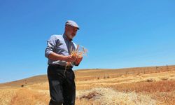 Başkan Çolakbayrakdar,  "Köyümde Hayat Var" projesiyle desteklenen çiftçiyle buğday hasadı yaptı