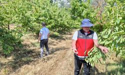 Beyşehir'de patates ekili alanlar kontrol edildi