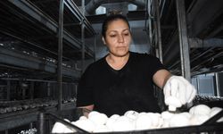 Devlet desteğiyle kurduğu tesiste ayda ortalama 15 ton mantar üretiyor