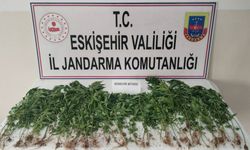 Eskişehir'de 120 kök Hint keneviri ele geçirildi