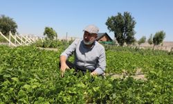 Yerel tohumla çiftçilere destek için 1350 erkenci kapya biberi ekildi