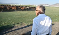 Başkan Büyükkılıç, Hürmetçi Sazlığı'nı ziyaret etti