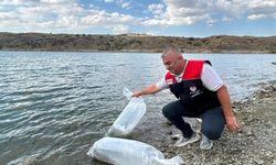Çankırı'da iç sulara 626 bin sazan yavrusu bırakıldı