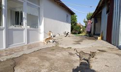 Hayvansever kadın müstakil evinin bahçesini sokak kedilerine yuva yaptı