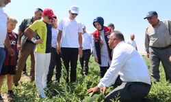 Karaman Valisi Çiçekli, karpuz hasadına katıldı