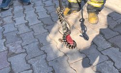 Konya'da evin bodrumuna giren yılan itfaiye ekibince yakalandı