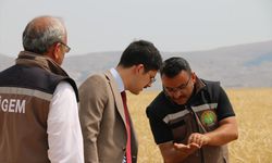 Ulaş'ta tritikale hasadı devam ediyor