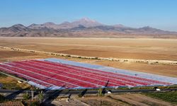 Erciyes eteklerindeki devasa araziler domates kırmızısıyla renklendi