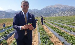 Gembos Ovasında çilek destekleriyle artan üretimle üreticinin yüzü güldü