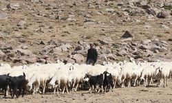 Kayserili yetiştirici, 100 küçükbaşla başladığı besicilikte 1000 başlık sürüye ulaştı
