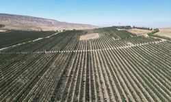 Niğde'de elma bahçelerinde kuraklığa karşı havuzlu önlem
