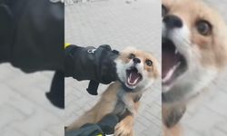 Şarkışla'da binaya giren tilki doğaya salındı