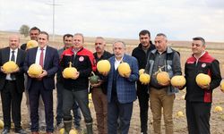 Başkan Yalçın, kabak hasadına katıldı