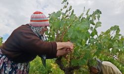 Beypazarı'nda bağ bozumu ve pekmez mesaisi başladı