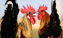 Denizli horozunun ırkı Konya'daki enstitüde korunuyor
