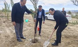 Gölova'da yürüyüş yolu yapılıyor