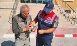 Jandarmanın bulduğu yaralı çakır kuşu tedavi altına alındı