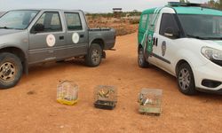 Kırşehir'de bir depoda koruma altındaki 66 kuş ele geçirildi