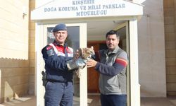 Kırşehir'de jandarmanın bulduğu yaralı kızıl şahin tedaviye alındı