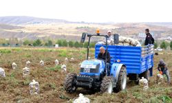 Sivas Cumhuriyet Üniversitesinin ürettiği patatesler öğrencilere burs olacak