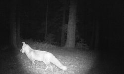 Çankırı'da ormanlık alanda kurt ve tilki yiyecek ararken görüntülendi