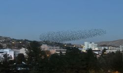 Çankırı'da sığırcık kuşlarının gökyüzündeki dansı görüntülendi